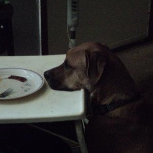 large plaid green casual short sleeve